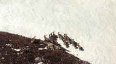 Click here to see larger picture...