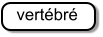 vertébré